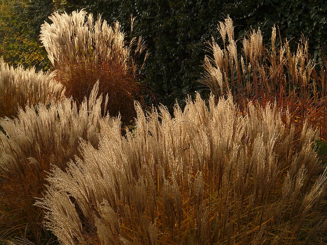 MISCANTHUS SINENSIS . Fiches fleurs et plantes