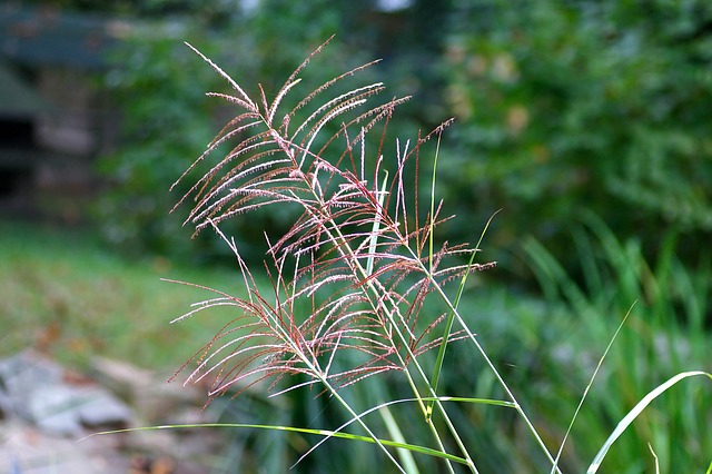 MUHLENBERGIA CAPILLARIS . Fiches fleurs et plantes