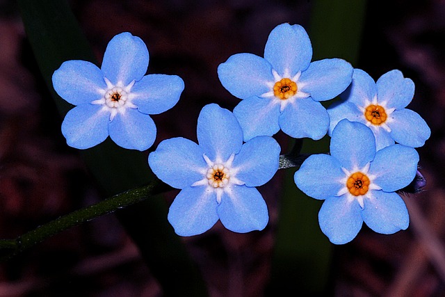 MYOSOTIS . Fiches fleurs et plantes