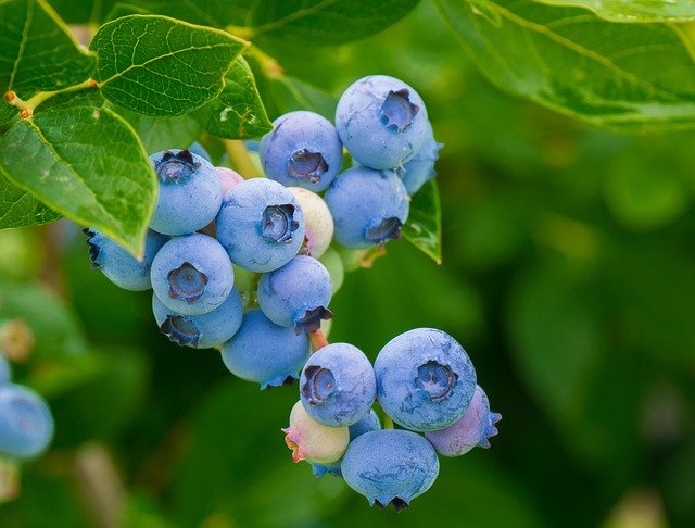 MYRTILLIER . Fiches fleurs et plantes