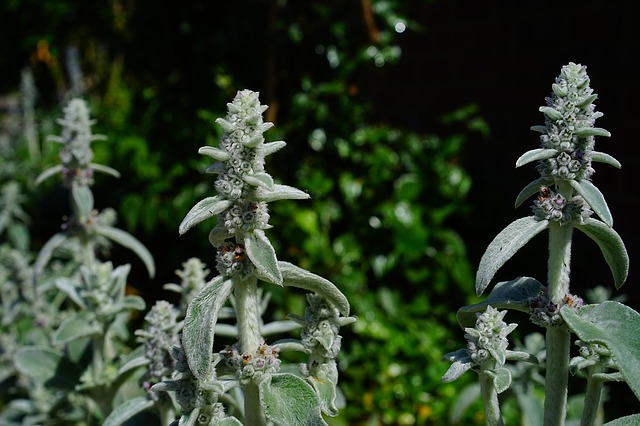 OREILLE D'OURS, STACHYS BYZANTINA . Fiches fleurs et plantes