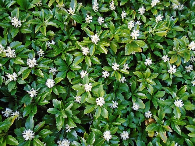 PACHYSANDRA . Fiches fleurs et plantes