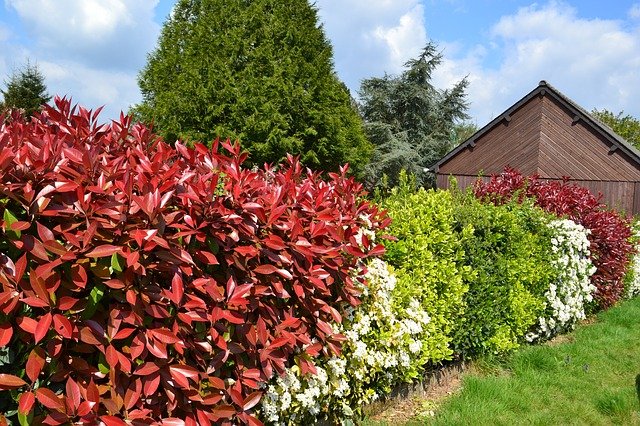 PHOTINIA . Fiches fleurs et plantes