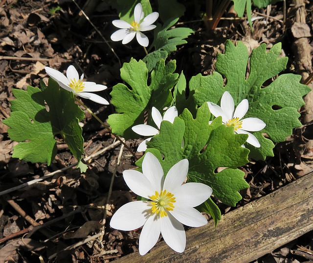 SANGUINAIRE, SANGUINARIA CANADENSIS . Fiches fleurs et plantes