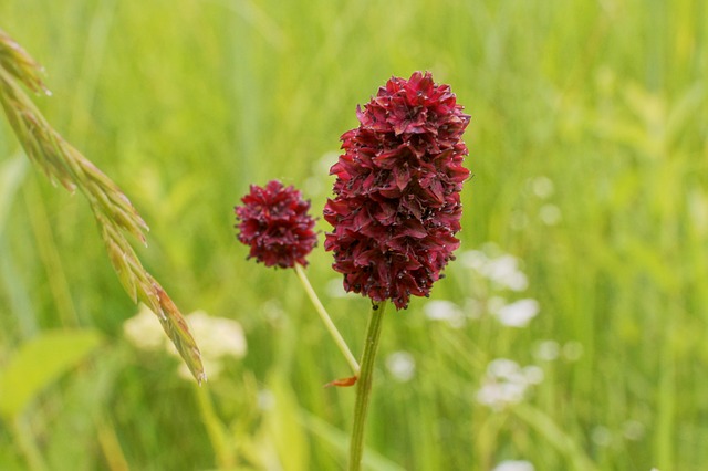 SANGUISORBA, PIMPRENELLE . Fiches fleurs et plantes SANGUISORBA, PIMPRENELLE . Fiches fleurs et plantes