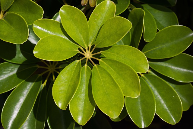 SCHEFFLERA . Fiches fleurs et plantes