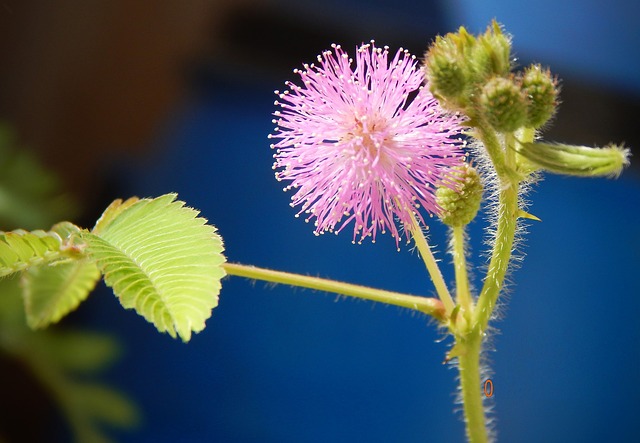 SENSITIVE, MIMOSA PUDICA . Fiches fleurs et plantes