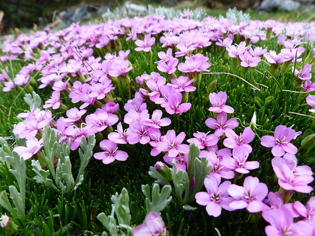 SILÈNE ACAULE, SILENE ACAULIS . Fiches fleurs et plantes