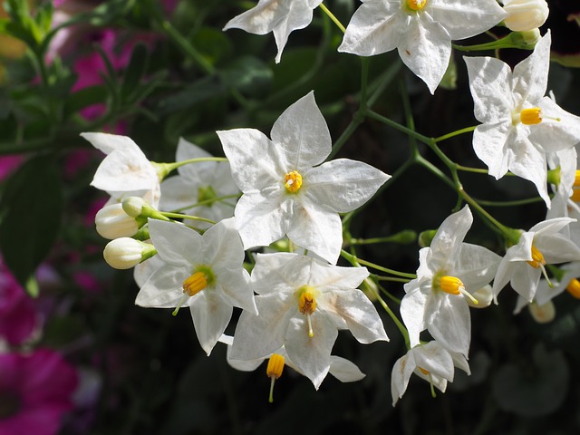 SOLANUM JASMINOIDES . Fiches fleurs et plantes