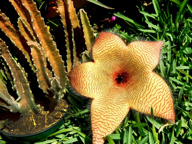 STAPELIA . Fiches fleurs et plantes STAPELIA . Fiches fleurs et plantes