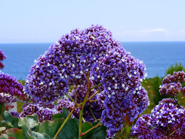 STATICE, LIMONIUM . Fiches fleurs et plantes