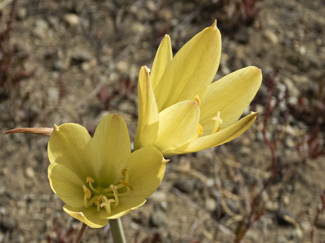 STERNBERGIA, CROCUS D'AUTOMNE . Fiches fleurs et plantes