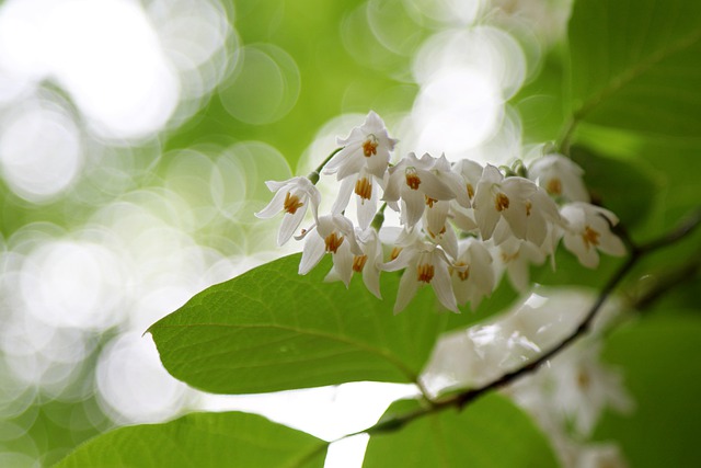 STYRAX . Fiches fleurs et plantes