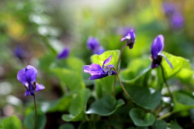 VIOLA ODORATA, VIOLETTE ODORANTE . Fiches fleurs et plantes