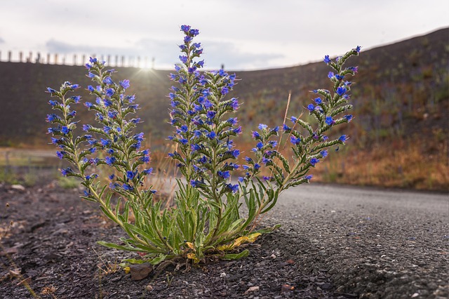 VIPÉRINE, ECHIUM . Fiches fleurs et plantes