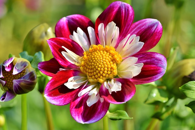 ZINNIA . Fiches fleurs et plantes