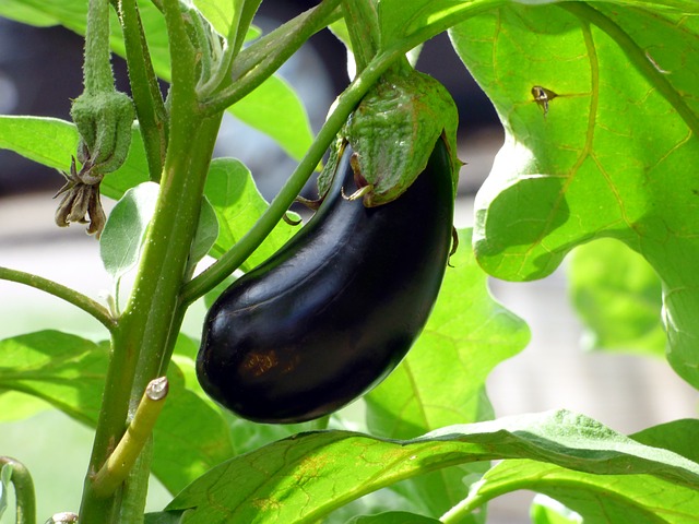 Quand semer, planter et récolter les Aubergines ?