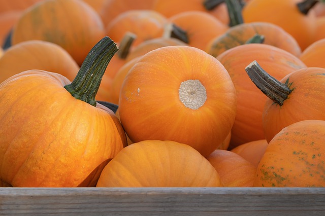 Quand semer, planter et récolter les Courges ?