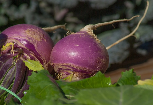 Quand semer, planter et récolter les Navets d'étés ?