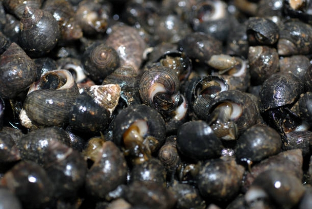 Recettes traditionnelles bigorneaux (vigneaux) à la bretonne