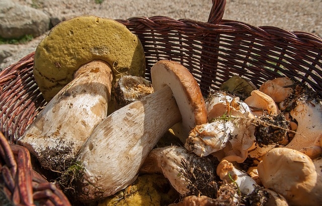 7 Recettes traditionnelles Bretonnes champignons
