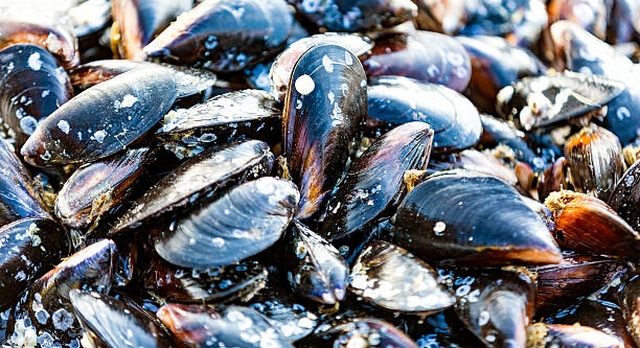 3 Recettes traditionnelles Bretonnes moules