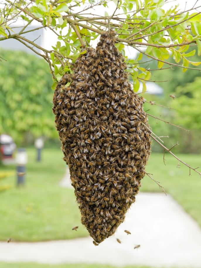 Photo essaim d'abeilles