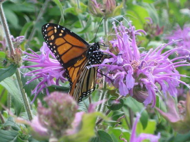 Photo papillon sur fleur