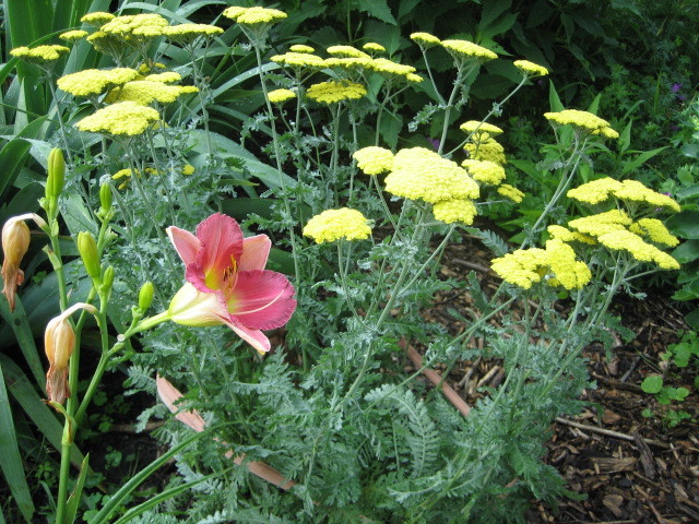 Photo fleurs jardin