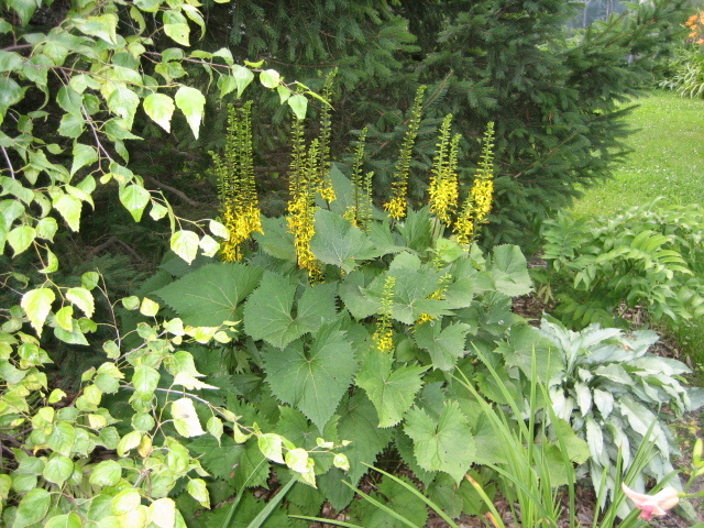 Photo fleurs jaune à l'ombre