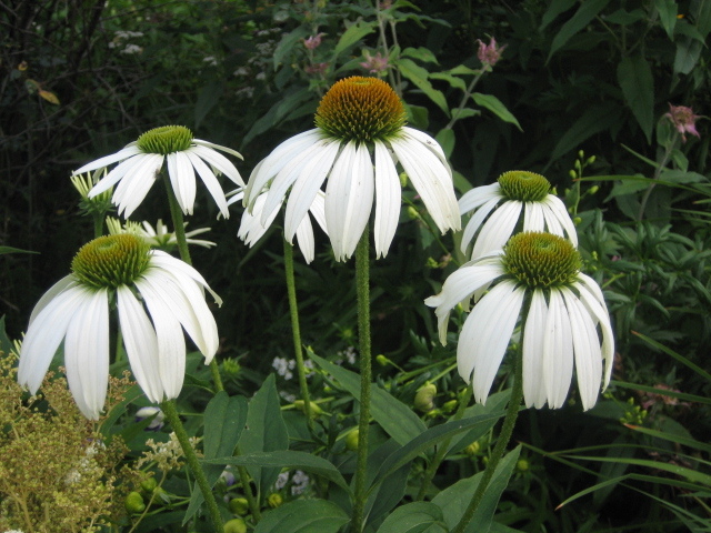 Photo marguerite blanche