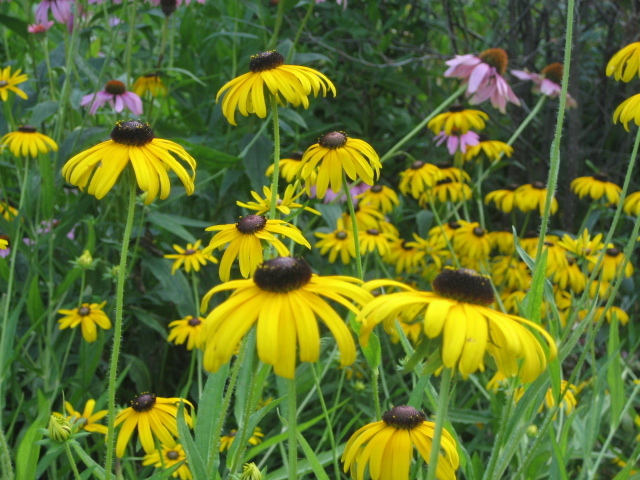 Photo marguerite jaune