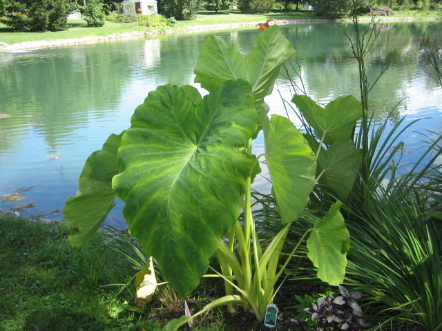 Photo plante à grande feuilles