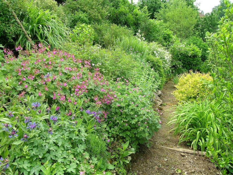 Photo petit chemin jardin