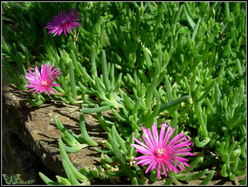 Photo Aster novi belgii