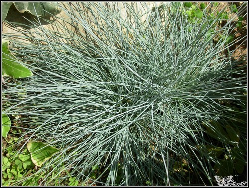 Photo Festuca glauca elijah blue