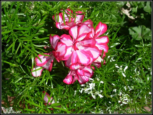 Photo Geranium