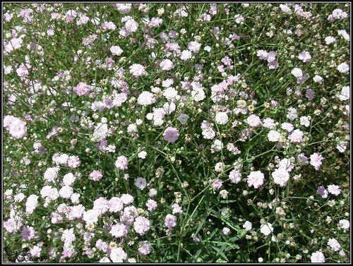 Photo Gypsophile