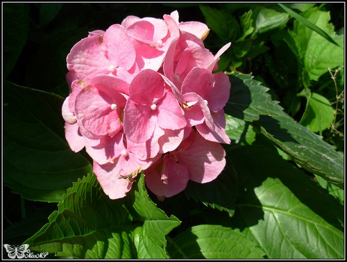 Photo Hydrangea