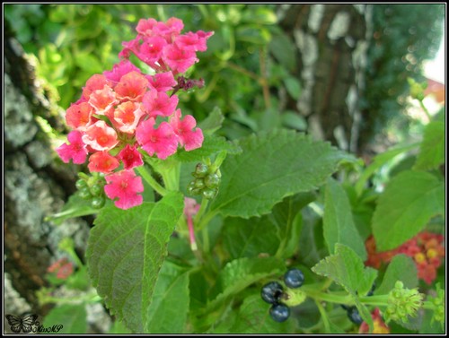 Photo Lantana