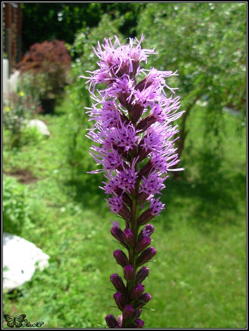 Photo Liatris