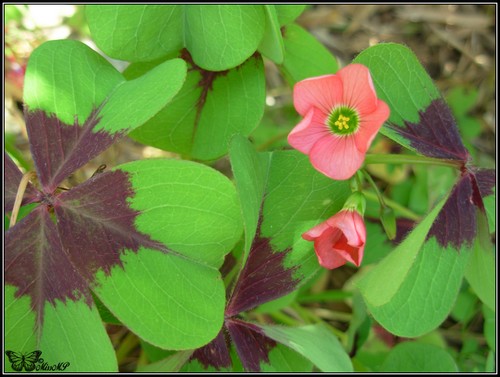 Photo Oxalis