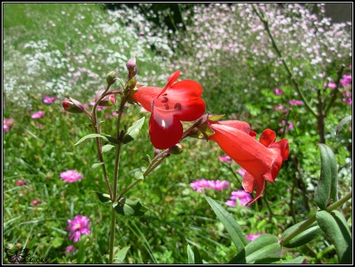 Photo Penstemon