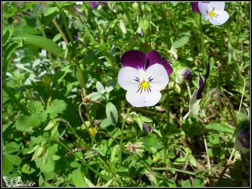 Photo Violette cornue