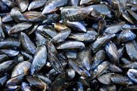 Comment cuire les moules ?