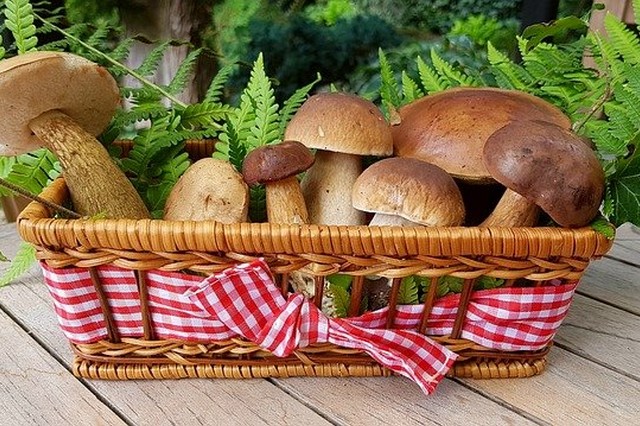 CHAMPIGNONS