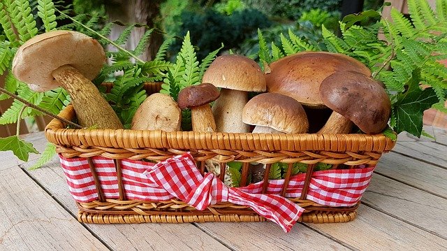 Recettes champignons