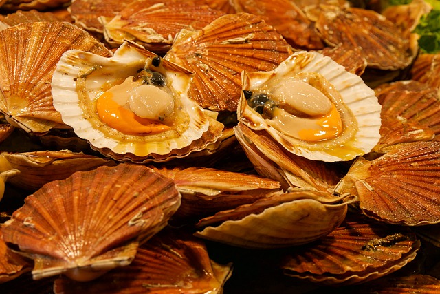 Coquille Saint-Jacques recette bretonne