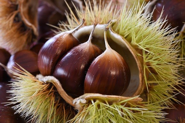 MARRONS