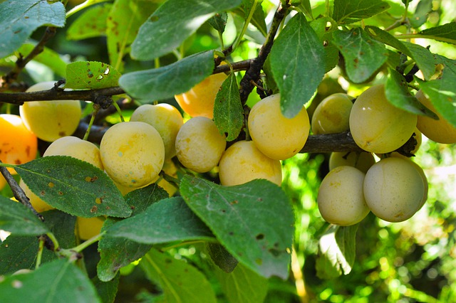 MIRABELLES